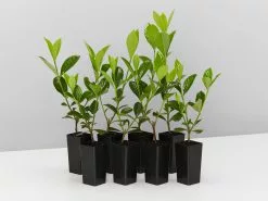 Gardenia Augusta Professor Pucci