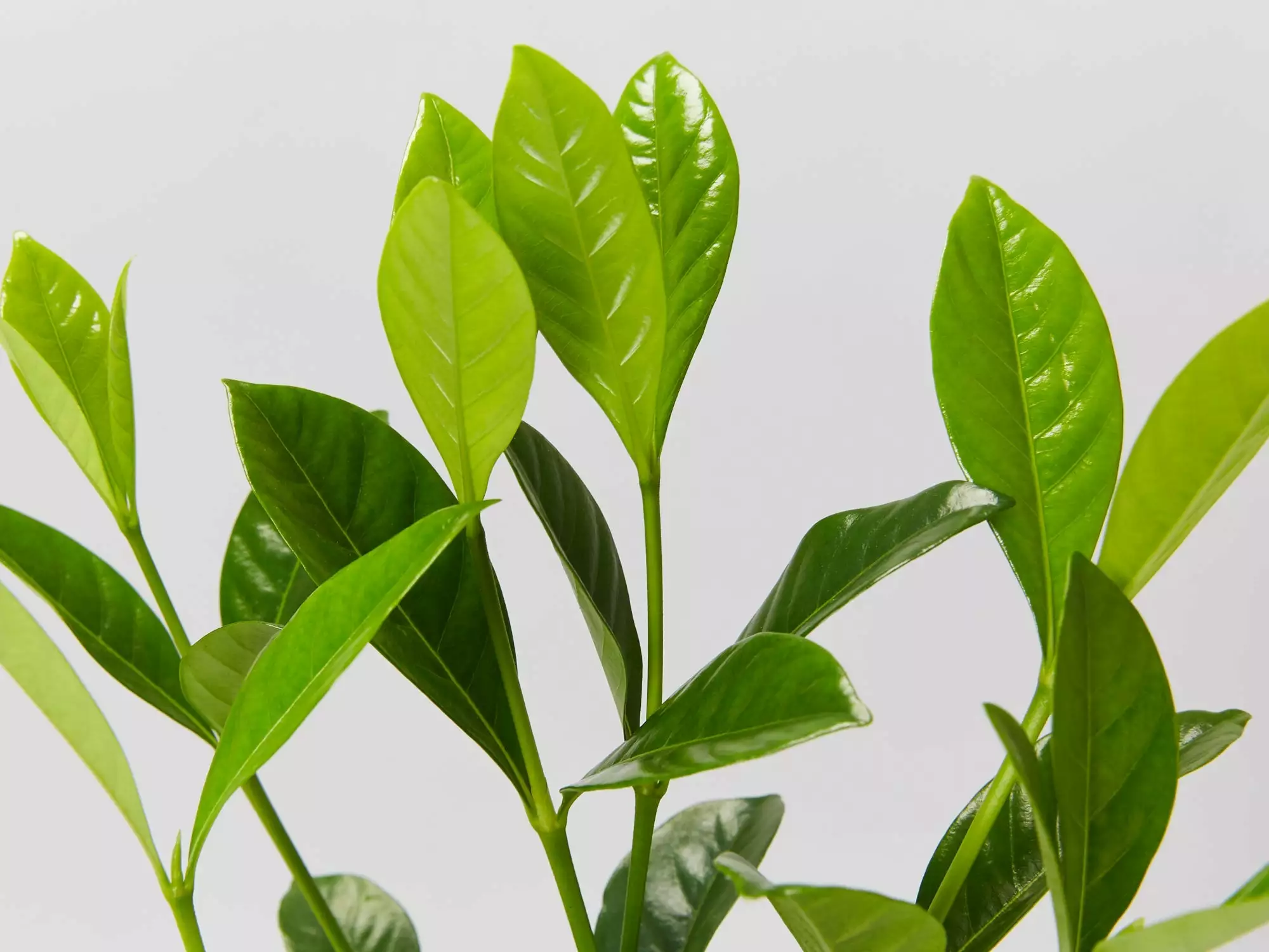 Gardenia Augusta Lacey Lady 4 Gardenia Augusta Lacey Lady - Image 2