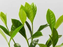 Gardenia Augusta Professor Pucci -Plants in a Box Sales Shop GardeniaAugustaProfessorPuggi detail e9989e50 64dc 48b7 ad34 901123e48ca8