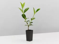 Gardenia Augusta Lacey Lady 7 Gardenia Augusta Lacey Lady -Plants in a Box Sales Shop GardeniaAugustaProfessorPuggi single f7f9640e 742a 43b6 9460 23a164f1ed30