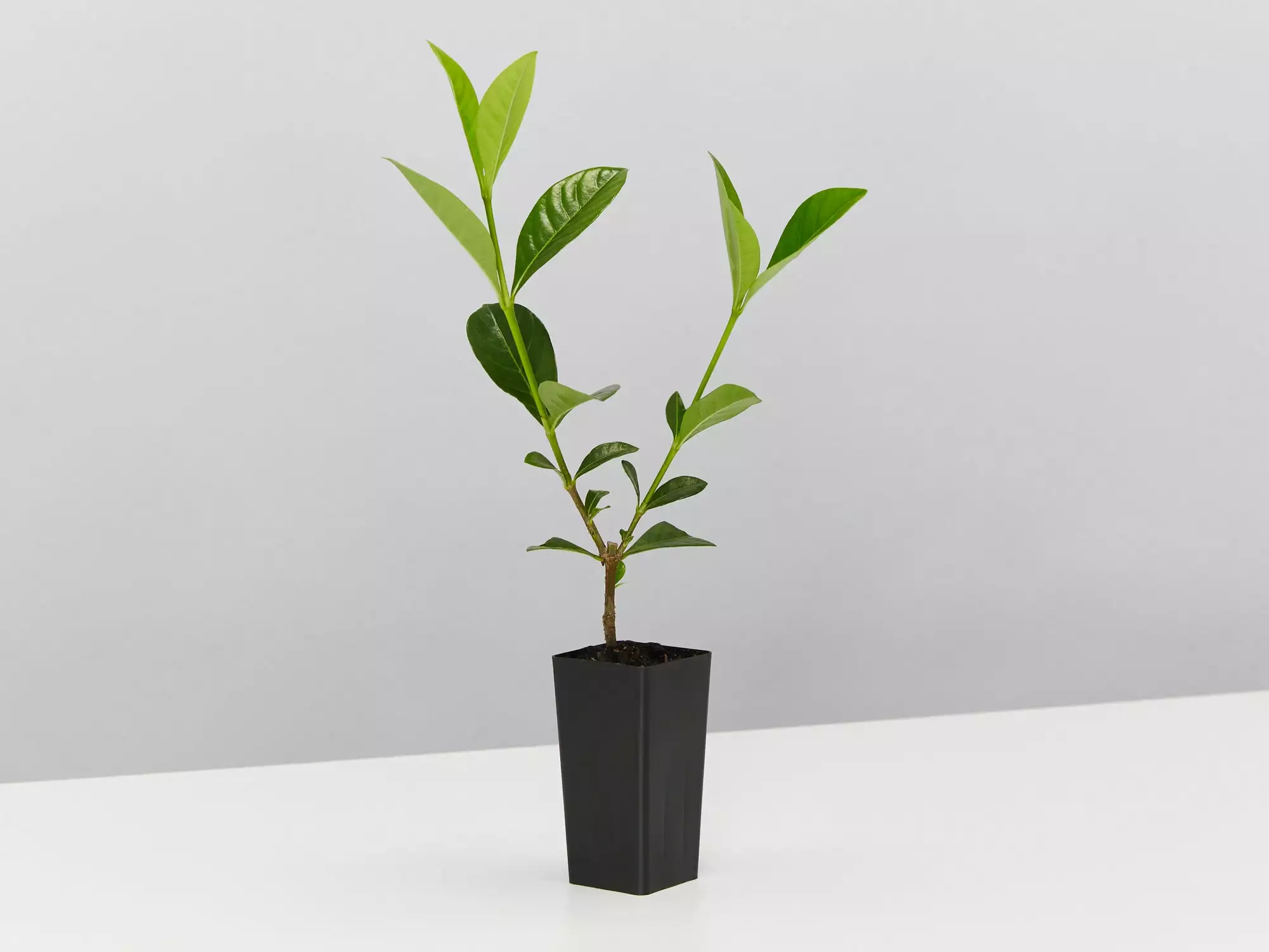 Gardenia Augusta Lacey Lady 5 Gardenia Augusta Lacey Lady - Image 3