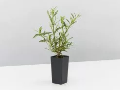 Gardenia Augusta Radicans Variegata -Plants in a Box Sales Shop GardeniaAugustaRadicansVariegated single 3bf43f6a 4f1a 4bd3 93a4 236177ce1a2c