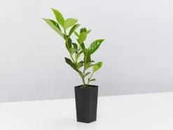 Gardenia Augusta Florida -Plants in a Box Sales Shop GardeniaFlorida single 19544368 2013 46ab aa40 78549ee9534b