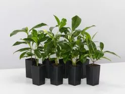 Gardenia Augusta Forever More (2m Tall)