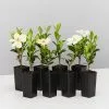 Gardenia Grandiflora Star