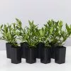Gardenia Augusta Radicans Low-Growing Plant Pack -Plants in a Box Sales Shop GardeniaRadicans 8plants d307a1e6 3040 4e82 962c df9bbbb1e034
