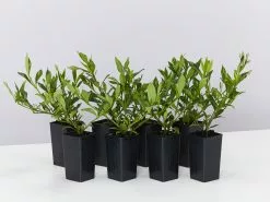 Gardenia Augusta Radicans Low-Growing Plant Pack
