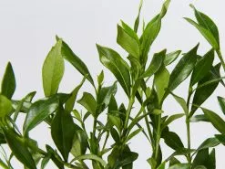 Gardenia Augusta Radicans Low-Growing Plant Pack 13 Gardenia Augusta Radicans Low-Growing Plant Pack -Plants in a Box Sales Shop GardeniaRadicans detail 6787715b 6a38 41d5 b951 2b6638a031bf