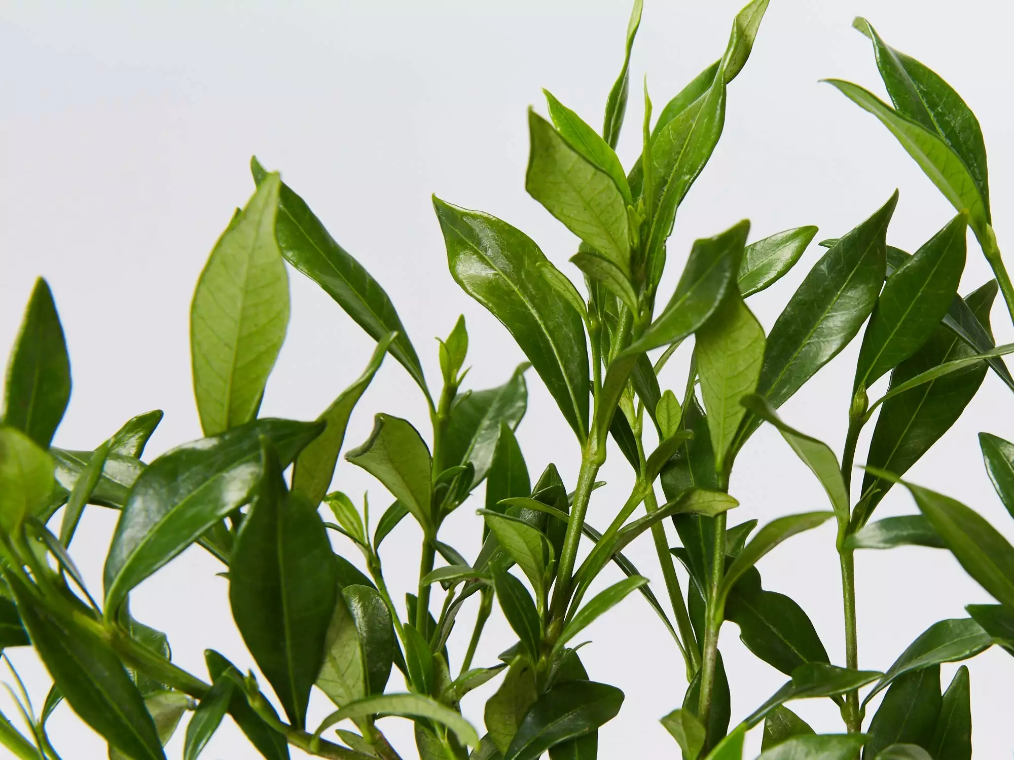 Gardenia Augusta Radicans Low-Growing Plant Pack 7 Gardenia Augusta Radicans Low-Growing Plant Pack - Image 5