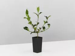 Gardenia True Love -Plants in a Box Sales Shop GardeniaTrueLove single 60900196 b889 4d9c 9ad6 ca5961d54dfe