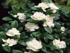 Gardenia Augusta Aimee Yoshiba