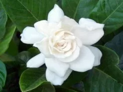 Gardenia Augusta Magnifica