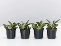 Gasteria Batesiana Little Warty 70mm -Plants in a Box Sales Shop GasteriaLittleWarty 8 plants