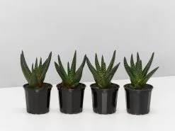 Gasteria Batesiana Okavango