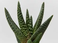 Gasteria Batesiana Okavango -Plants in a Box Sales Shop GasteriaOkavango detail 5a3a747c 02ce 4c24 bdbb a0b0c311570d