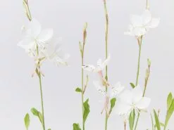 Oenothera (Gaura) Lindheimeri Belleza White