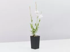 Oenothera (Gaura) Lindheimeri Belleza White -Plants in a Box Sales Shop GauraBellezaWhite single c05015ed ac8c 489b 83d9 5456ce99f638