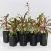 Gaura Lindheimeri Dark Pink