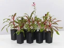 Gaura Lindheimeri Dark Pink