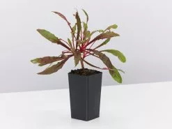 Gaura Lindheimeri Dark Pink -Plants in a Box Sales Shop GauraLindheimenDarkePink single c516c85f 488c 4c2c a5a0 4e8fd81c1bd3