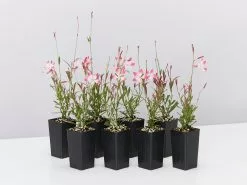 Oenothera (Gaura) Lindheimeri Little Janie -Plants in a Box Sales Shop GauraLittleJanie 8plants ebbfa1dd 3ad2 4940 b713 add1b394a01d