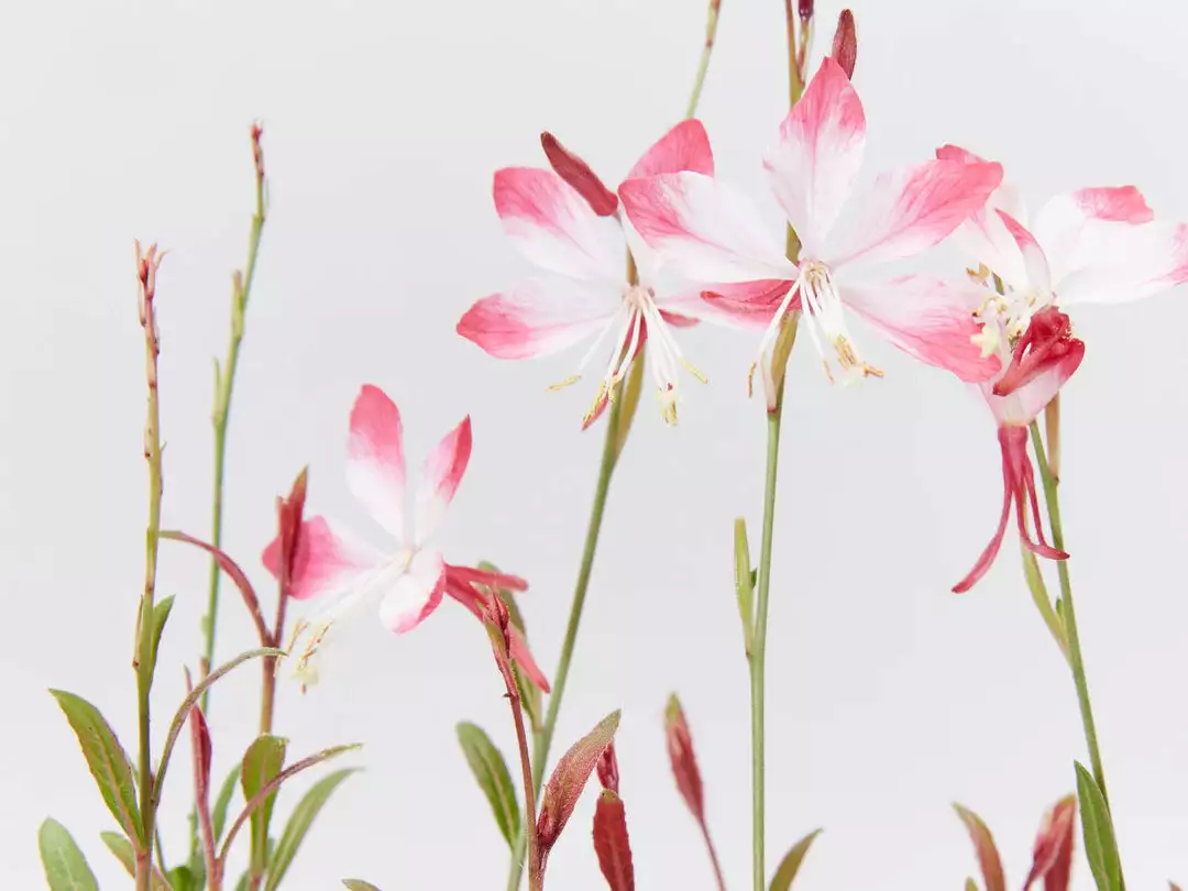 She's All That - The Flowering Plant Pack 3 She's All That - The Flowering Plant Pack