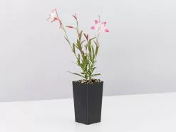 Pretty In Pink Outdoor Bloom Box -Plants in a Box Sales Shop GauraLittleJanie single 1080x a95e3fe7 0cc8 4463 81a6 4f569d7977ed