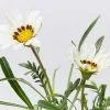 Gazania Rigens New Day White -Plants in a Box Sales Shop GazaniaWhite detail 1 1b5a7707 36f0 4696 9498 a0591684fb72
