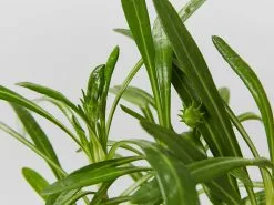 Gazania Rigens Pink ðŸŒº -Plants in a Box Sales Shop Gazania detail 50ef7a8b dc38 40d2 8c33 7426809bdbc5