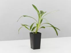 Gazania Rigens Pink ðŸŒº -Plants in a Box Sales Shop Gazania single d8ad5364 8f1e 4a32 a463 82f09042e529