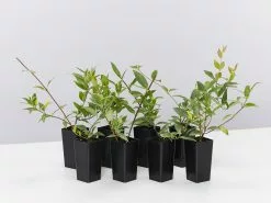 Gelsemium Sempervirens