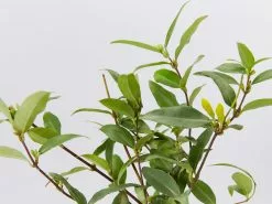 Gelsemium Sempervirens -Plants in a Box Sales Shop GelsemiumSempervirens detail 5962992c 6db3 4bd3 88ac 0cb20dbfd91e