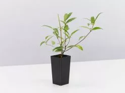 Gelsemium Sempervirens -Plants in a Box Sales Shop GelsemiumSempervirens single 4d95775e 9851 414a b04b 6e7915a47041