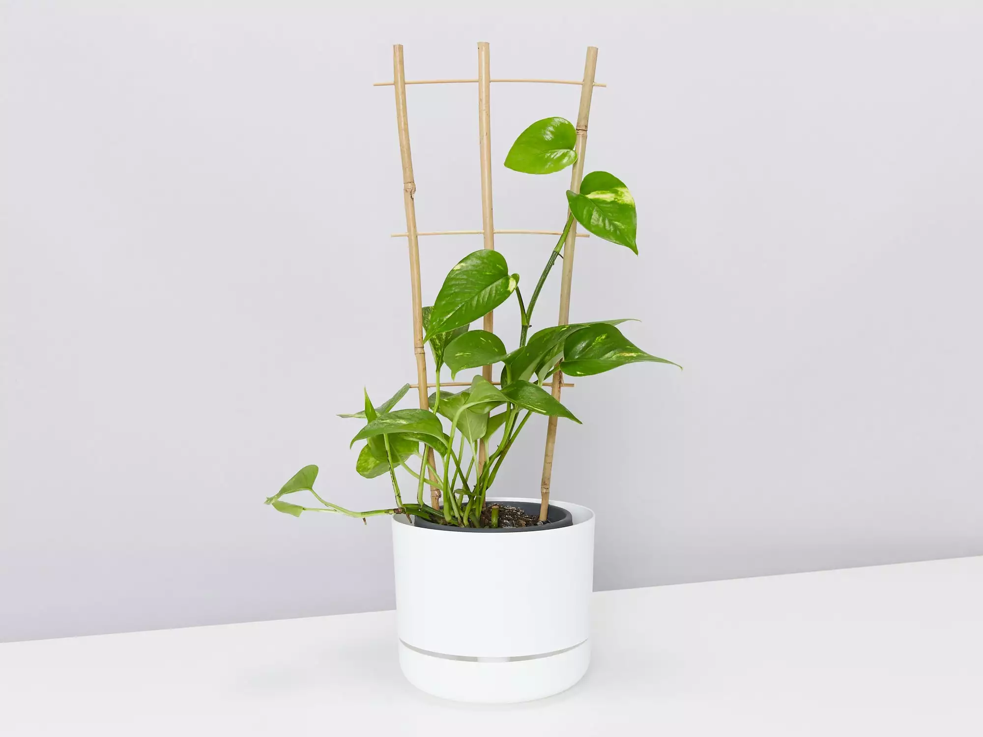 Bamboo Plant Trainer 5 Bamboo Plant Trainer - Image 3