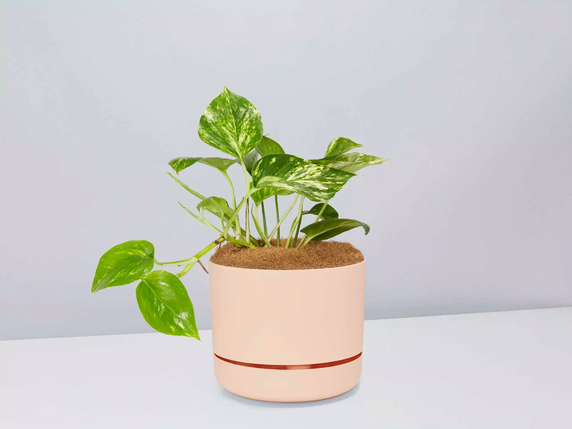 Golden Pothos - Pot + Plant + Soil 4 Golden Pothos - Pot + Plant + Soil - Image 2