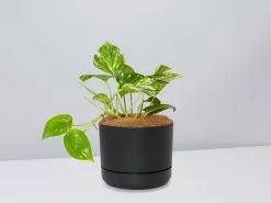 Golden Pothos - Pot + Plant + Soil 31 Golden Pothos - Pot + Plant + Soil -Plants in a Box Sales Shop GoldenPothos BlackPot