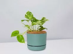 Golden Pothos - Pot + Plant + Soil 32 Golden Pothos - Pot + Plant + Soil -Plants in a Box Sales Shop GoldenPothos CbGreenPot