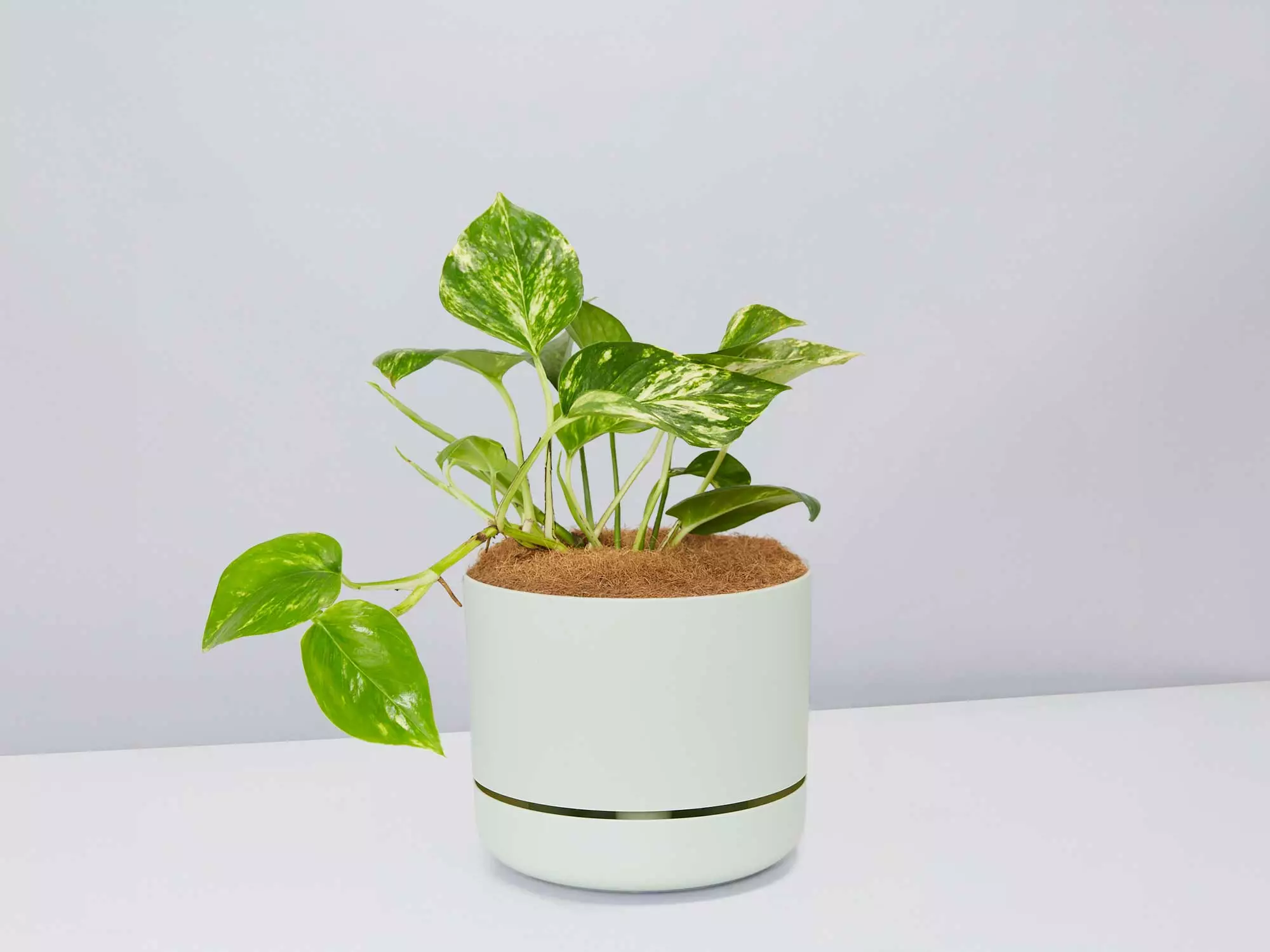 Golden Pothos - Pot + Plant + Soil 8 Golden Pothos - Pot + Plant + Soil - Image 6
