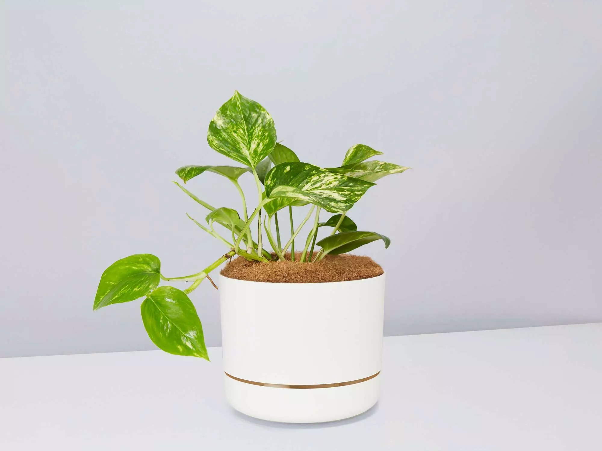 Golden Pothos - Pot + Plant + Soil 12 Golden Pothos - Pot + Plant + Soil - Image 10