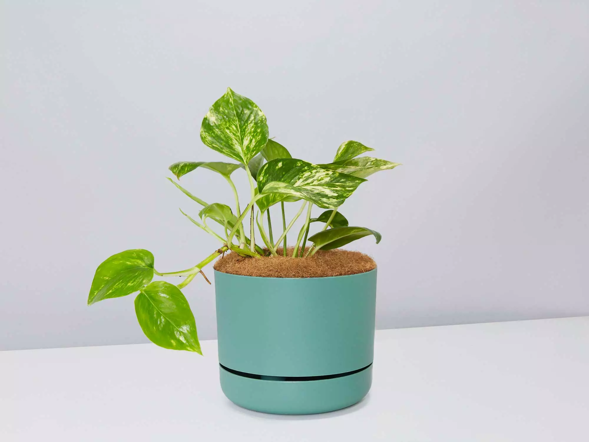 Golden Pothos - Pot + Plant + Soil 13 Golden Pothos - Pot + Plant + Soil - Image 11