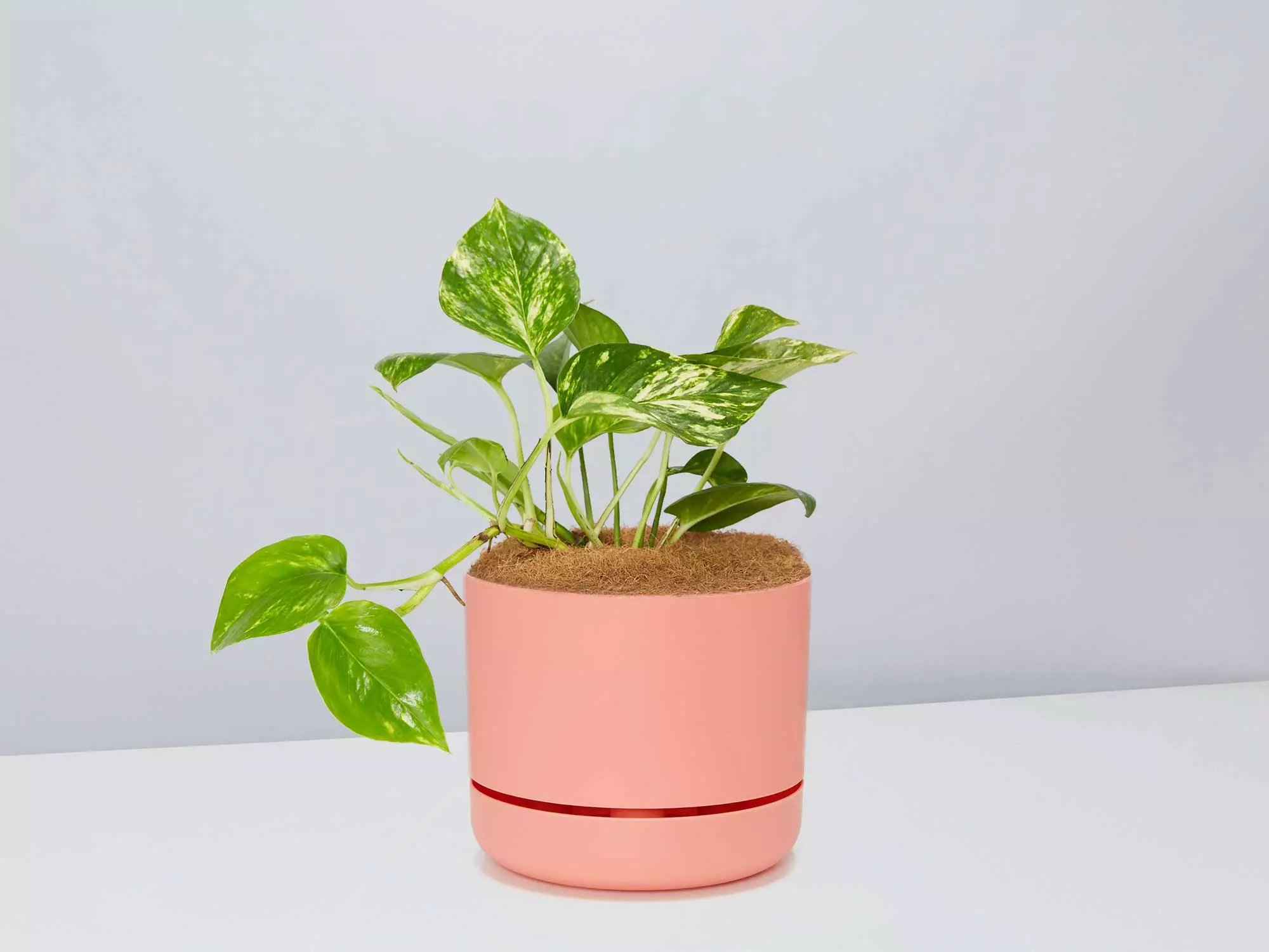 Golden Pothos - Pot + Plant + Soil 10 Golden Pothos - Pot + Plant + Soil - Image 8