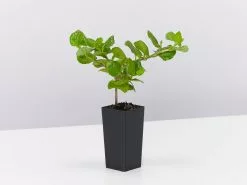 Goodenia Ovata Edna Walling -Plants in a Box Sales Shop GoodeniaOvataEdnaWallingCoverup single 137c9bc3 20a5 4f89 9d1d 358147897cbd