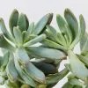 Graptoveria Opalina 85mm -Plants in a Box Sales Shop GraptoveriaOpaliha detail 618x458 crop center.progressive b22f1528 d0c3 4cee b381 102c689c5d82