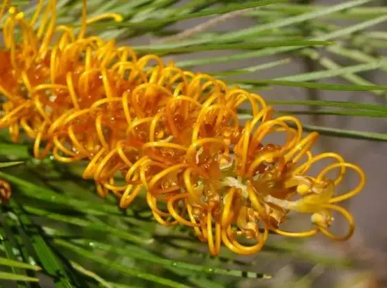 Grevillea Banksii X Pteridifolia Honey Gem 4 Grevillea Banksii X Pteridifolia Honey Gem - Image 2