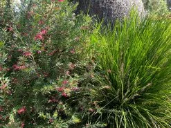 Grevillea Lilliane -Plants in a Box Sales Shop Grevillea Lilliane02 9ad5e671 ffd3 450d 893d e1825e26ddc9