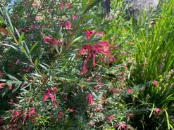 Grevillea Lilliane -Plants in a Box Sales Shop Grevillea Lilliane03 ca30568e 5f2a 4471 8723 bdc5185e2d63
