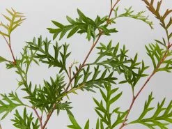 Grevillea Bronze Rambler -Plants in a Box Sales Shop GrevilleaBronzeRambler detail c2489093 5576 4553 9797 644ebac95d0e