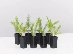 Grevillea Lanigera X Lavandulacea Cherry Ripe