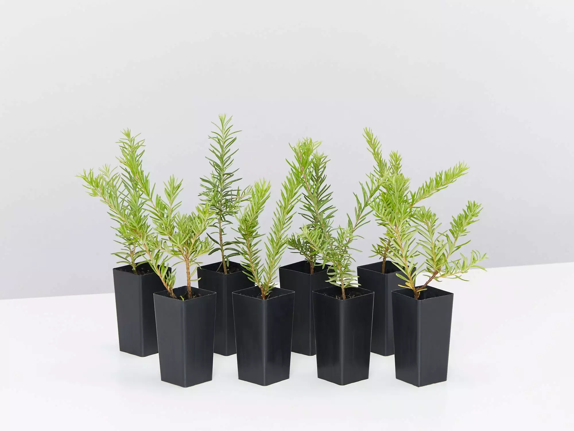 Grevillea Lanigera X Lavandulacea Cherry Ripe 3 Grevillea Lanigera X Lavandulacea Cherry Ripe