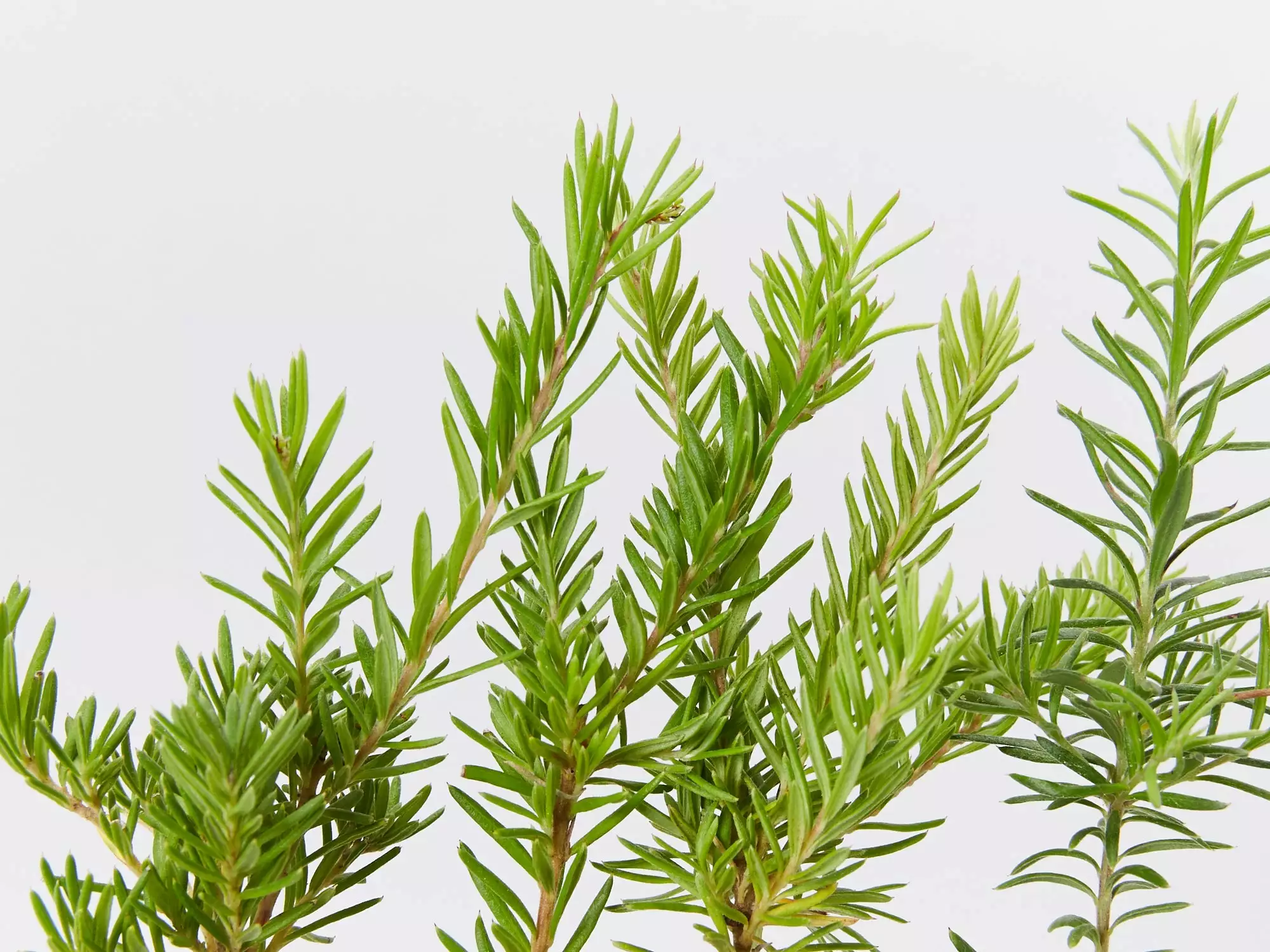 Grevillea Lanigera X Lavandulacea Cherry Ripe 4 Grevillea Lanigera X Lavandulacea Cherry Ripe - Image 2